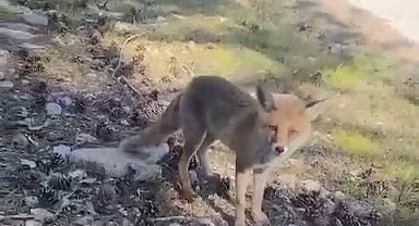 Bursa'da ilginç görüntüler