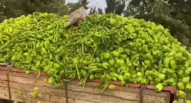 Bursa'daki "biber" görüntülerine bakanlıktan yalanlama