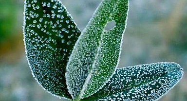 Bursa'dan zirai don uyarısı!