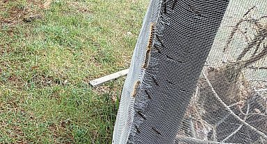 Çam ormanlarında 'Kese kurdu' alarmı