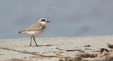Çanakkale için yeni kuş türü: Büyük Cılıbıt