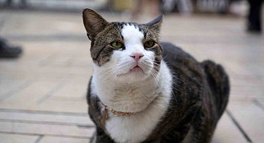 Çarşının 10 kiloluk Prens'i