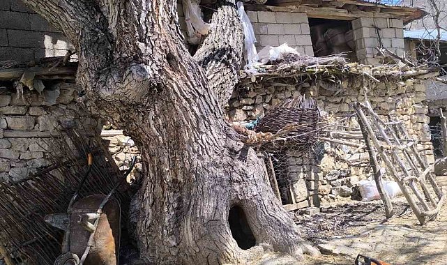 Çatak'ta ceviz ağacı ahırın üzerine devrildi