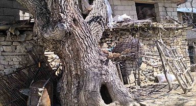 Çatak'ta ceviz ağacı ahırın üzerine devrildi