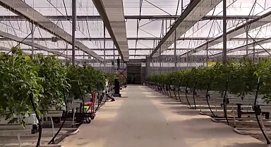 Çaycuma Sera OTB üretime başladı