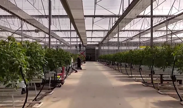 Çaycuma Sera OTB üretime başladı