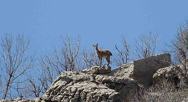 Çermik dağları 'dağ keçilerine' emanet