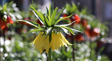 Cezayı duyan bir adım geri çekiliyor: Şırnak'ta ters laleler görsel şölen sundu