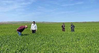 Cizre'de tarlalarda 'süne' mesaisi