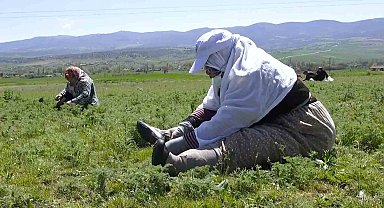 Çorum'da "madımak otu" mesaisi başladı