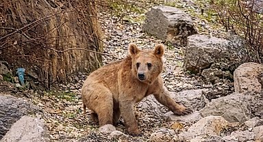 Çukurca'da aç kalan ayılar mahalleye indi