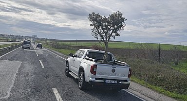 D100'de şaşırtan görüntü: Pikapta zeytin ağacı taşıdılar