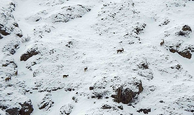 Dağ keçileri Munzur Dağlarına renk katıyor
