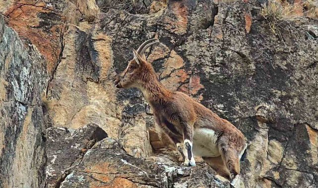 Dağ keçileri otoyol kenarına indi
