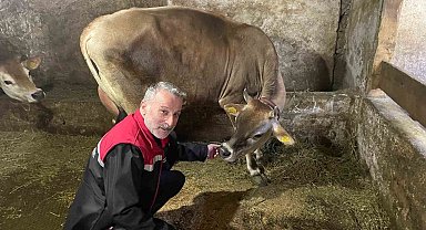 Danimarka ve Amerika'dan getirildiler, Of'a kısa sürede uyum sağladılar