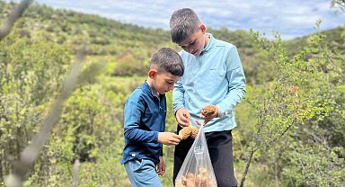 Demirci dağlarında 2 bin liralık kuzu göbeği mesaisi