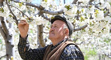 Demirci'de 800 bin kiraz ağacı çiçek açtı
