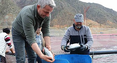 Denizi olmayan Erzurum'da yılda 300 tona yakın balık üretiyorlar