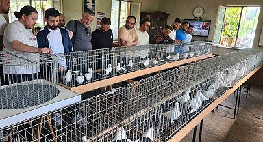 Denizli azman güvercinleri güzellikleriyle mest etti