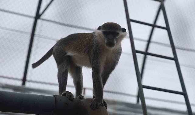 Denizli'de yakalanan maymun Konya'da hayvanat bahçesine teslim edildi