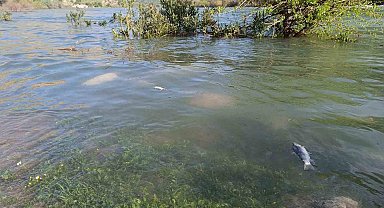 Dicle Nehri'nde balık ölümleri tedirgin etti