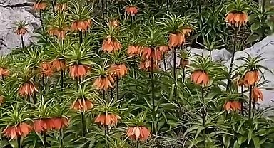 Diyarbakır'da 'ters laleler' doğayı renklendirdi