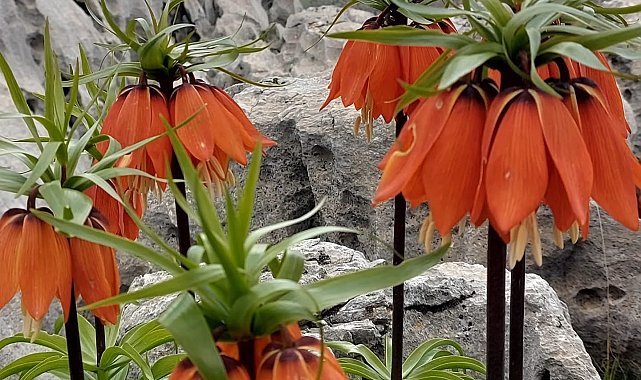 Diyarbakır'da açan ters laleler görenleri hayran bırakıyor