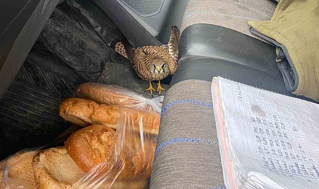 Dörtyol'da yaralı atmaca araca sığındı