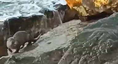 Düzce Akçakoca'da su samuru görüntülendi