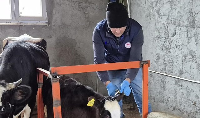 Düzce'de ekipler hayvan sağlığı için sahada