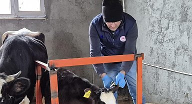Düzce'de ekipler hayvan sağlığı için sahada