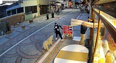 Edirne'de başıboş köpek saldırısı: 19 yaşındaki genç yaralandı