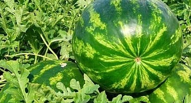 Edirne'de karpuz üretimine büyük destek