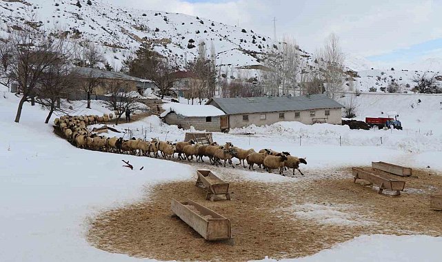 Erzincan'da küçükbaş hayvancılığa destek projesi için başvurular başladı