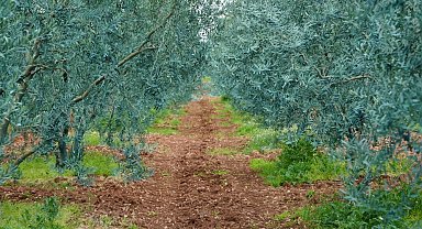 Eskişehir'de 'Dorlion Zeytinyağı' kalitesini ödüllerle tescilledi