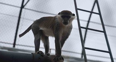 Firari maymun ikinci kez yakalanarak koruma altına alındı