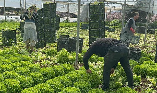 Geçen sene zararıyla ağlatan 'kıvırcık' bu yıl güldürdü