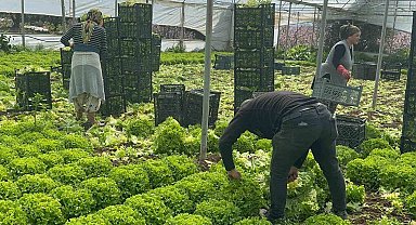Geçen sene zararıyla ağlatan 'kıvırcık' bu yıl güldürdü