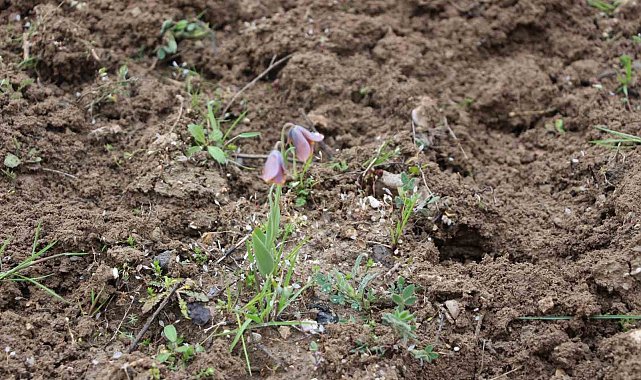 Gediz MYO kampüsünde sürpriz 'Ters Lale'