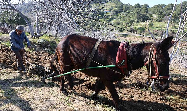 Gençler köyü terk edince iş yaşlılara kaldı