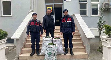 Germencik'te incir bahçesinde jandarmadan suçüstü