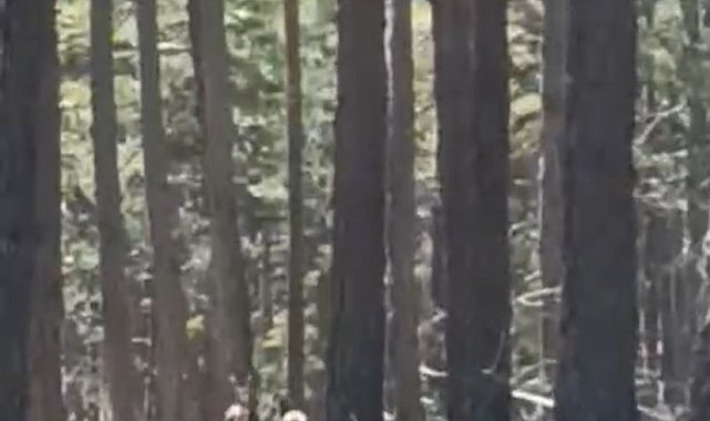 Geyik sürüsü amatör kameraya yansıdı