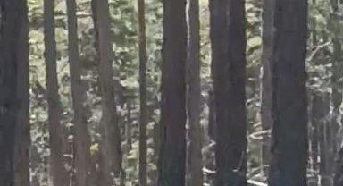 Geyik sürüsü amatör kameraya yansıdı