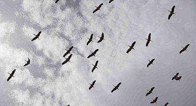 Göç yolculuğunu tamamlayan leylekler, martılarla aynı alanda buluştu