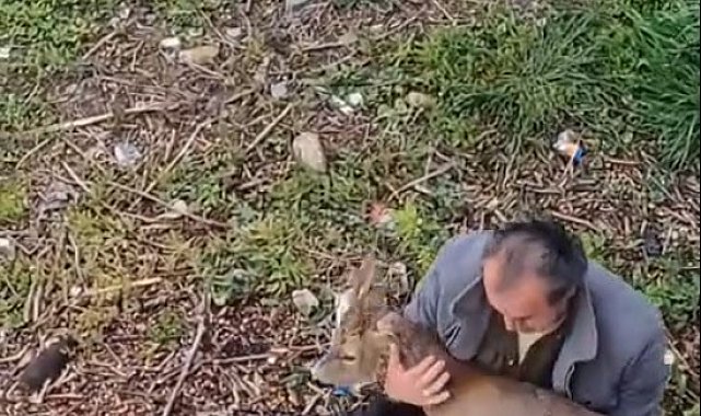 Görele'de araçlara çarpan yaralı karaca derede bulundu