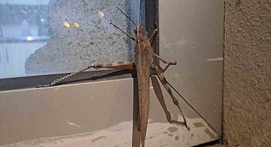 Gören bir daha baktı, boyutu şaşkınlık oluşturdu