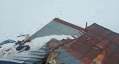 Gümüşhane yaylalarında ayı dehşeti devam ediyor