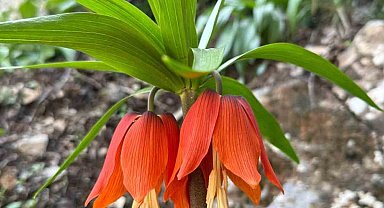 Hakkari'de ters laleler çiçek açtı