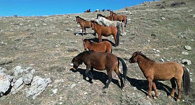 Havanın ısınmasıyla yılkı atlarının hareketliliği arttı