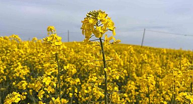 Hayrabolu'da çiçek açan 'Sarı Gelin', rengiyle büyülüyor